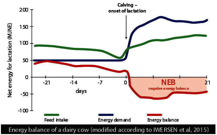 Diagram Energy balance of a dairy cow (modified to Iwersen et al, 2015)
