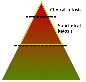 Subclinical ketosis is more common than clinical ketosis and therefore in total responsible for a much higher loss of earnings! The disease remains undetected if ketones are not measured. Therefore dairy cows should be monitored routinely for subclinical ketosis!